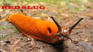 Оранжевый лузитанский слизень aka Красный придорожный слизень. European red slug. Arion rufus.