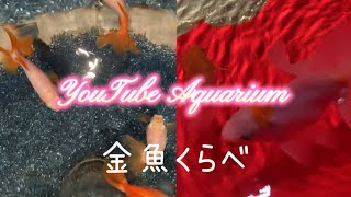 うつくしい金魚くらべ／アトア［YouTube水族館］#cm #金魚 #goldfish