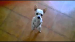 Funny Videos,Funny Animals,Funny Babies, Funny Cats,Funny Dogs