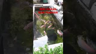 Beri makan ikan piara'an pagi ini-Semoga cepat menetas #shorts