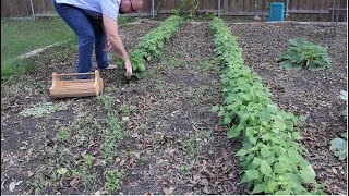 How to Grow Snap Beans Silent No Talking