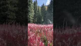 Snowfall of flowers! Воздушный снегопад  цветов Иван-Чая!