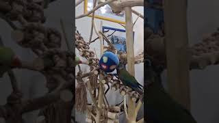 Доигрался😂 видео с эпичным концом🤭 #shorts #funny #memes #parrot #animals #love #music #birds #pets