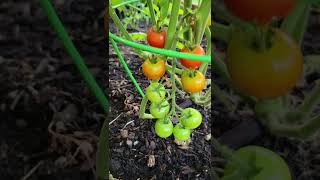 First Tomatoes of 2022