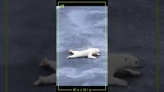 This white polar #bear instinctively knows the laws of #physics