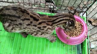 Bobcat Sumatera/Asian Leopard Cat Eats Many Biscuit at The Sometimes