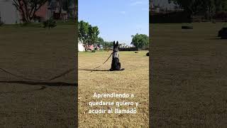 Pastor belga malinois a los tres meses de adiestramiento #adiestramientodeperros