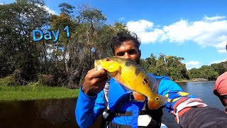 Fishing in Guyana Amazon River 2025 | Very Dangerous | Best fishing 🎣 in Rainforest