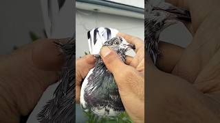 कबूतर की आंख पहचानो कोनसी है|| pigeon eyes check kro #pigeon #birds #rollerpigeon