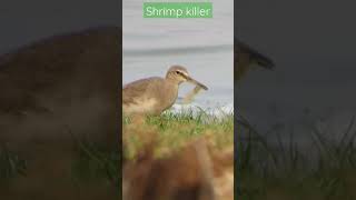 Grey-Tailed Tattler feeding on shrimp| #indianwildlife #indianbirds #feeding #foodie #shrimp #hunt