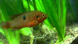 Jewel Cichlid pair with fry