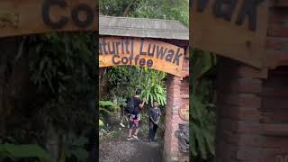 Luwak Coffee Plantation in Baturiti Bali #luwak#coffeelover #baturiti#bali #neverregret #nicecoffee