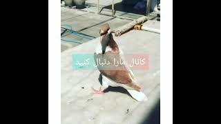 جوجه چپ عتیقه