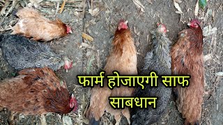 मुर्गी मारने का मुक्खा कारण | murgi ke bimari ka ilaj