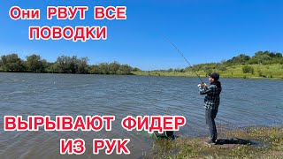 ОНИ РВУТ все ПОВОДКИ вырывают ФИДЕР из РУК / ИХ не возможно ВЫТАЩИТЬ