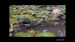 Turtle between lotus