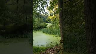 The Pond at Sunset 🐸