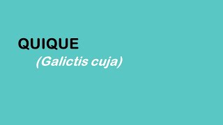 Educación Ambiental en Mantagua: el quique