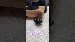 Willow the Cat Compilation #love #animals