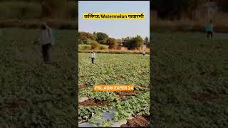 #watermelon #कलिंगड #spray #insects #insecticides #fungicides #npkfertilizer #micronutrient #pump