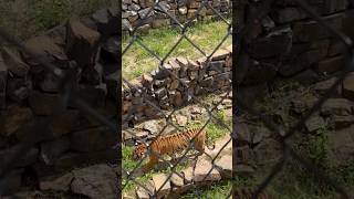 Up close #tigers don’t want to share toy