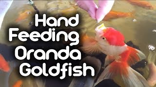 Hand Feeding my Oranda Goldfish