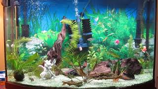 1 Minute of Aquarium