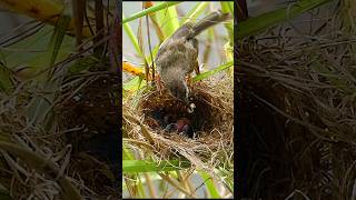 #birds #shorts #nature