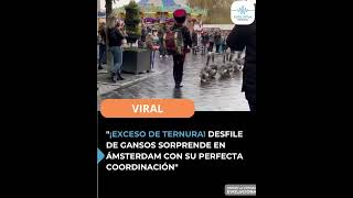 ¡EXCESO DE TERNURA! DESFILE DE GANSOS SORPRENDE EN ÁMSTERDAM