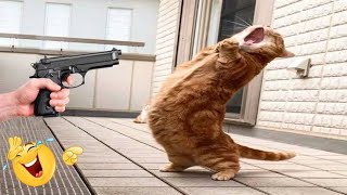 funniest animals 😄 new funny cats and dogs videos 😹🐶 part 8