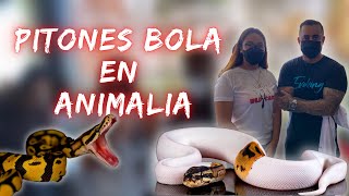 Pitón Bola 🐍 en ANIMALIA 💚| Entrevistas 🎙 | Oh! Man, bien PODEROSAS 🔥 | Caro 💸 o Barato⁉️