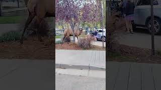 Crazy Woman Approaches Bull Elk For a Selfie! Wait For It.