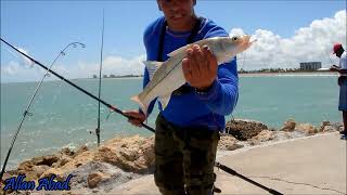 SURF FISHING IN FORT PIERCE, PESCA CON VIVO \\Allan Abad