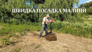 Швидка посадка малини. Посадка малини під мотобур.