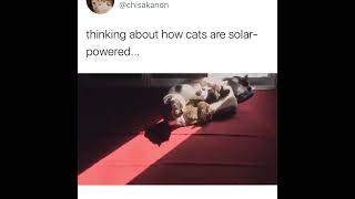 Cats are solar powered