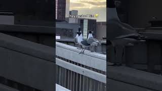 Having a bad day? look at these Crazy Birds being bullies.#viral #shorts #seagulls #laugh #therapy