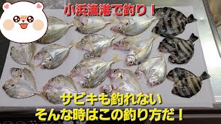 小浜漁港でまったり釣り。サビキで釣れない時はこうすれば釣れる！