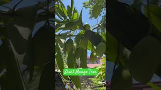 Short Mango Tree #greenmangoes #foods #mangotime