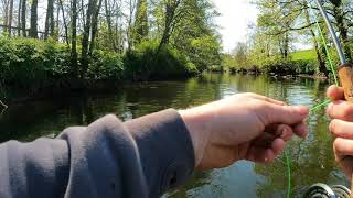 brown trout taking a dry fly