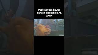 sembelih hewan qurban #shortvideo #viral