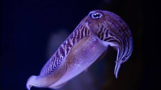 "Underwater Fashion Show: Cuttlefish Changing Colors Like a Pro! 🌈🐙✨" #cuttlefish