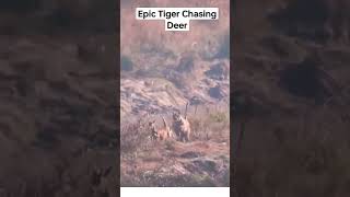 Epic Bengal Tiger Chasing Deer @planet2animals #tigerhunting #bengaltiger #tiger