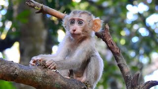 Baby monkey Thor growing up with little monkey Amanda and they have braveness | Monkey Amanda