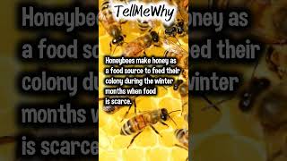 Why do bees make honey? #shorts #tellmewhy