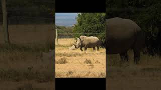 The last 2 northern white rhinos in the world