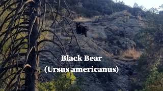 Let's Meet a Black Bear