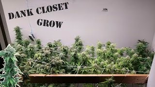 ORGANIC CANNABIS GARDENING. VEG & FLOWER INDOOR HOME GROW.