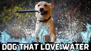 Dog Breeds That Love Water | Choosing a Water-Friendly Pup