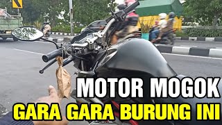 BURUNG MASTERAN KECIL INCARAN KICAUMANIA || GARA GARA BURUNG INI MOTOR SAYA MOGOK