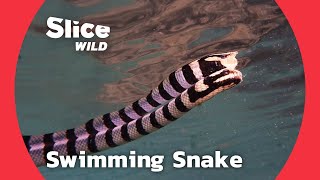 Laticauda Colubrina, how did the striped knitting snake learn to swim? | SLICE WILD